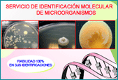 IDENTIFICACION MOLECULAR