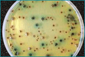 MUGPLUS AGAR